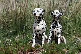 DALMATIEN 302